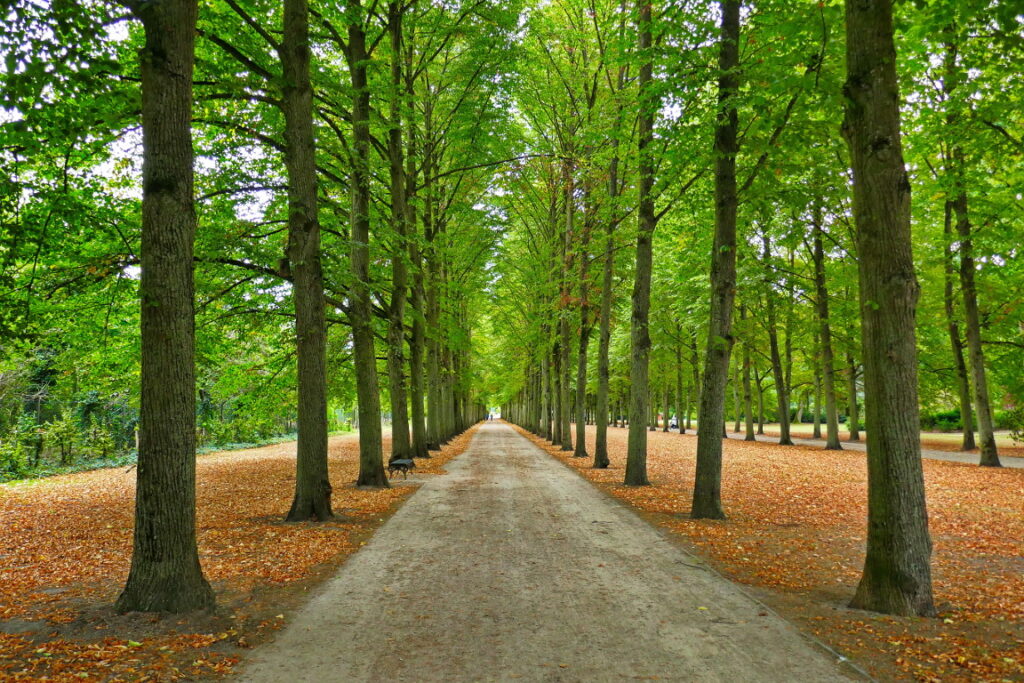 Lindenallee im französischen Garten